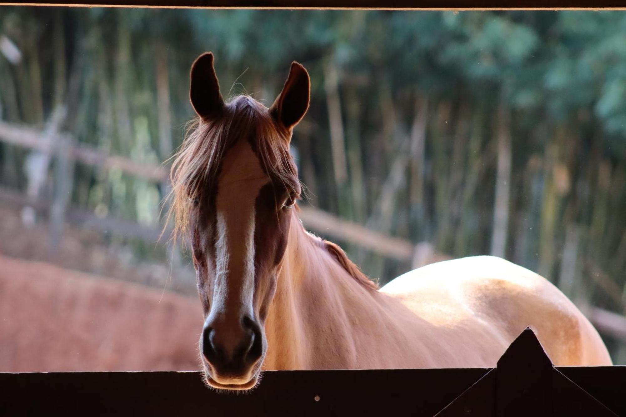 Refúgio Horse Villa Santo Antônio do Pinhal Kamer foto